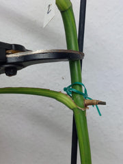 Monstera Aurea Stecklinge
