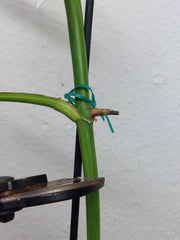 Monstera Aurea Stecklinge