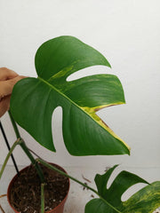 Monstera Aurea Stecklinge