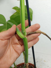 Monstera Aurea Stecklinge