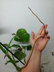 Monstera Aurea Stecklinge