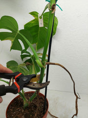 Monstera Aurea Stecklinge