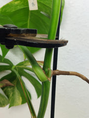 Monstera Aurea Stecklinge