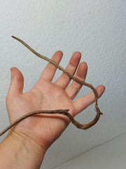 Monstera Aurea Stecklinge