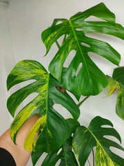 Monstera Aurea Stecklinge