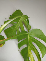 Monstera Aurea Stecklinge
