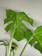 Monstera Aurea Stecklinge