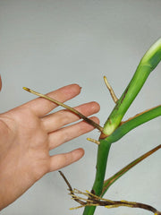 Monstera Aurea Stecklinge