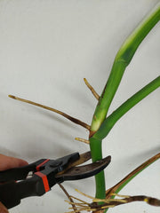 Monstera Aurea Stecklinge