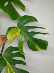 Monstera Aurea Stecklinge