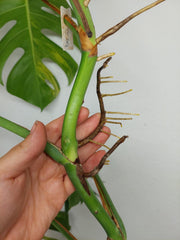 Monstera Aurea Stecklinge