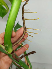 Monstera Aurea Stecklinge