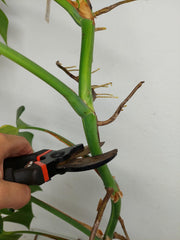 Monstera Aurea Stecklinge