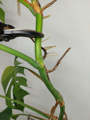 Monstera Aurea Stecklinge