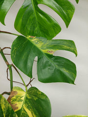 Monstera Aurea Stecklinge