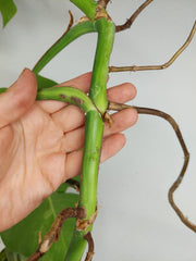 Monstera Aurea Stecklinge