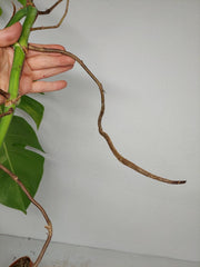 Monstera Aurea Stecklinge