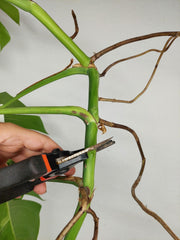 Monstera Aurea Stecklinge