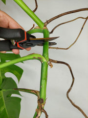 Monstera Aurea Stecklinge