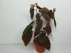 Sad Plants