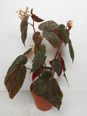 Sad Plants