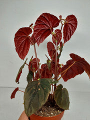 Sad Plants