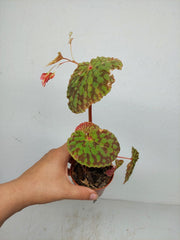 Sad Plants