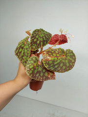 Sad Plants