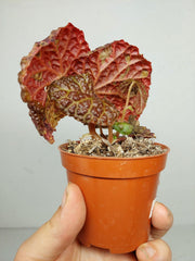 Sad Plants