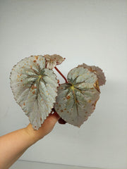 Sad Plants