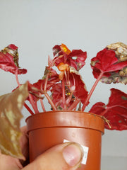 Sad Plants