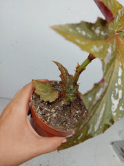 Sad Plants