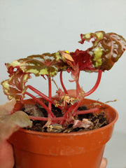 Sad Plants