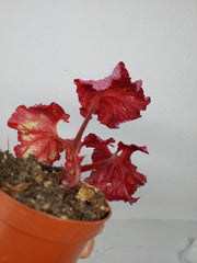 Sad Plants