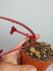 Sad Plants