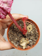 Sad Plants
