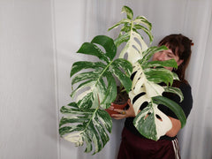 Monstera Variegata Adult
