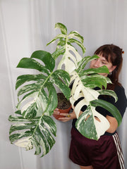 Monstera Variegata Adult