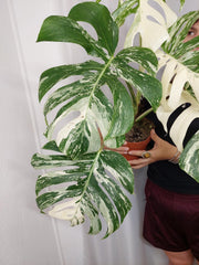 Monstera Variegata Adult