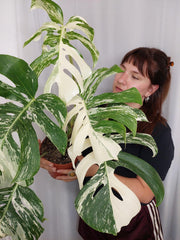 Monstera Variegata Adult