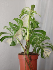 Monstera Variegata Adult