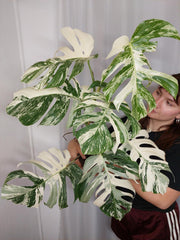 Monstera Variegata Adult