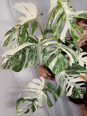 Monstera Variegata Adult