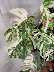 Monstera Variegata Adult