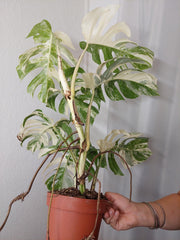 Monstera Variegata Adult