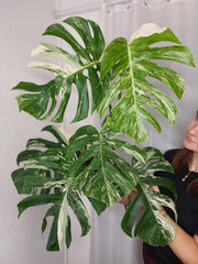 Monstera Variegata Adult