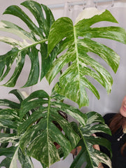 Monstera Variegata Adult