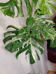 Monstera Variegata Adult