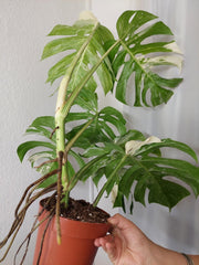 Monstera Variegata Adult