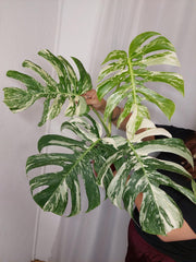 Monstera Variegata Adult